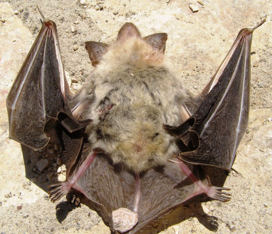 Myotis sp.